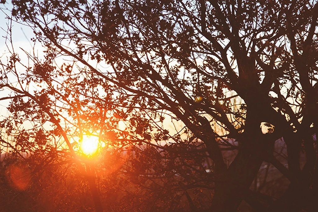 A sunset being seen through the branches of trees